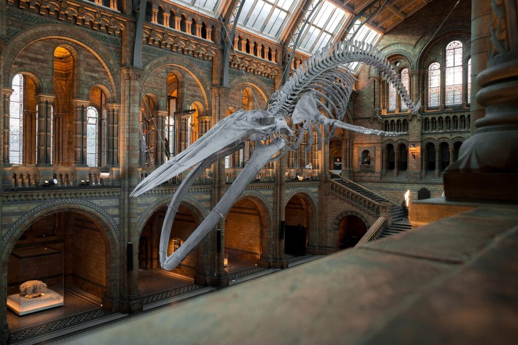 national history museum, blue whale skeleton, exhibition, london, uk, whale skeleton, skeleton, england, museum, london, london, museum, museum, museum, museum, museum